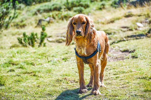 istock Brown Irish setter walking in the mountains 613031628