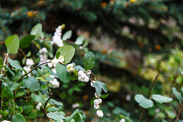 Symphoricarpos albus laevigatus - common snowberry plant with white berries