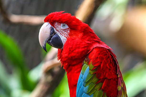 Macaw Parrot with Vibrant Colors Of the many different Psittacidae (true parrots) genera, six are classified as macaws: Ara, Anodorhynchus, Cyanopsitta, Primolius, Orthopsittaca, and Diopsittaca. Previously, the members of the genus Primolius were placed in Propyrrhura, but the former is correct in accordance with ICZN rules. Macaws are native to Central America and North America (only Mexico), South America, and formerly the Caribbean. Most species are associated with forests, especially rainforests, but others prefer woodland or savannah-like habitats. Proportionately larger beaks, long tails, and relatively bare, light-coloured, medial (facial patch) areas distinguish macaws from other parrots. Sometimes the facial patch is smaller in some species, and limited to a yellow patch around the eyes and a second patch near the base of the beak in the members of the genus Anodorhynchus. A macaw's facial feather pattern is as unique as a fingerprint. The largest macaws are the hyacinth, Buffon's (great green) and green-winged macaws. While still relatively large, macaws of the genera Cyanopsitta, Orthopsittaca and Primolius are significantly smaller than the members of Anodorhynchus and Ara. The smallest member of the family, the red-shouldered macaw, is no larger than some parakeets of the genus Aratinga. Macaws, like other parrots, toucans and woodpeckers, are zygodactyl, having their first and fourth toes pointing backward. There are 19 species of macaws, including extinct and critically endangered species. Ara chloropterus. bridge of lions stock pictures, royalty-free photos & images