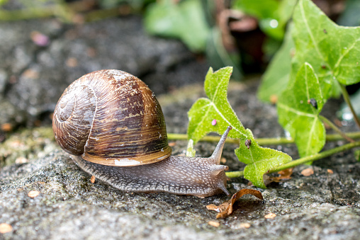 Basel, Switzerland Sep 2016: close up of a snail (gastropoba) with a brown house on stone with ivy in the background