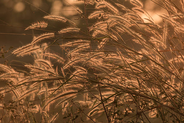 istock grass sunset in vintage color 613033528
