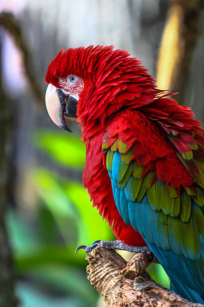 istock Macaw Parrot with Vibrant Colors 613033910