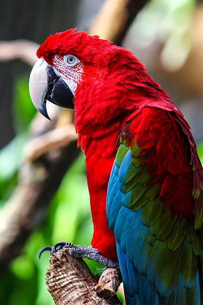 Macaw Parrot with Vibrant Colors Of the many different Psittacidae (true parrots) genera, six are classified as macaws: Ara, Anodorhynchus, Cyanopsitta, Primolius, Orthopsittaca, and Diopsittaca. Previously, the members of the genus Primolius were placed in Propyrrhura, but the former is correct in accordance with ICZN rules. Macaws are native to Central America and North America (only Mexico), South America, and formerly the Caribbean. Most species are associated with forests, especially rainforests, but others prefer woodland or savannah-like habitats. Proportionately larger beaks, long tails, and relatively bare, light-coloured, medial (facial patch) areas distinguish macaws from other parrots. Sometimes the facial patch is smaller in some species, and limited to a yellow patch around the eyes and a second patch near the base of the beak in the members of the genus Anodorhynchus. A macaw's facial feather pattern is as unique as a fingerprint. The largest macaws are the hyacinth, Buffon's (great green) and green-winged macaws. While still relatively large, macaws of the genera Cyanopsitta, Orthopsittaca and Primolius are significantly smaller than the members of Anodorhynchus and Ara. The smallest member of the family, the red-shouldered macaw, is no larger than some parakeets of the genus Aratinga. Macaws, like other parrots, toucans and woodpeckers, are zygodactyl, having their first and fourth toes pointing backward. There are 19 species of macaws, including extinct and critically endangered species. Ara chloropterus. bridge of lions stock pictures, royalty-free photos & images