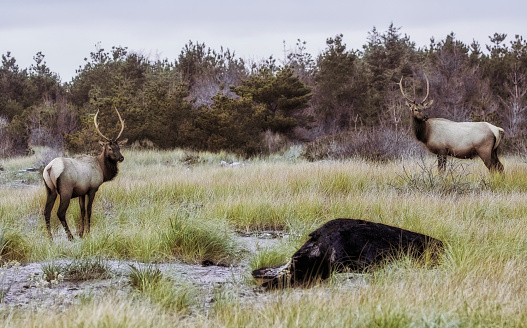 In Oregon's Fort Stevens state park, two bull elk are feeding in the forest.
