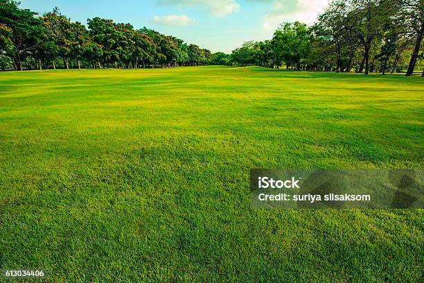 Green Grass Field Of Public Park In Morning Light Stock Photo - Download Image Now - Grass, Lawn, Green Color