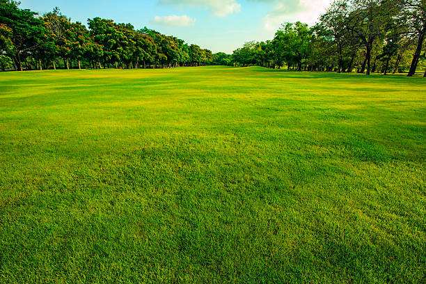 zielone pole trawiaste parku publicznego w świetle porannym - vanishing point zdjęcia i obrazy z banku zdjęć