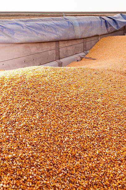 istock Corn grains in tractor trailer after harvest 613034528