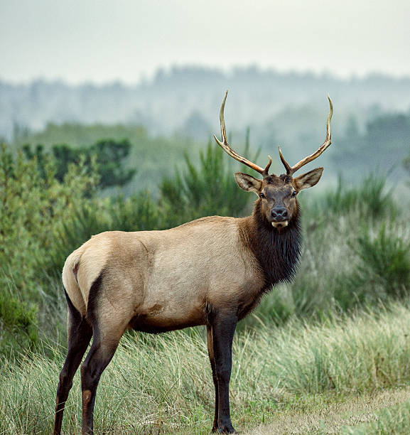 Young Bull Elk stock photo