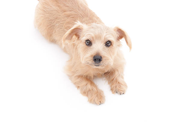 istock Portrait of Norfolk Terrier 613035370