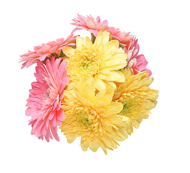 istock Bouquet of Transvaal daisy 613036032