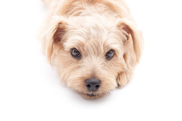 istock Portrait of Norfolk Terrier 613036554