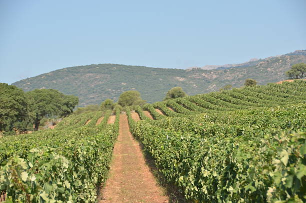 wineyard in gallura, sardinia wineyard in gallura, north sardinia, italy sardinia vineyard stock pictures, royalty-free photos & images