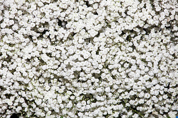 istock White Gypsophila flowers 613037050