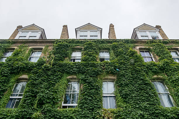 istock Green facade, vertical garden in architecture 613037722