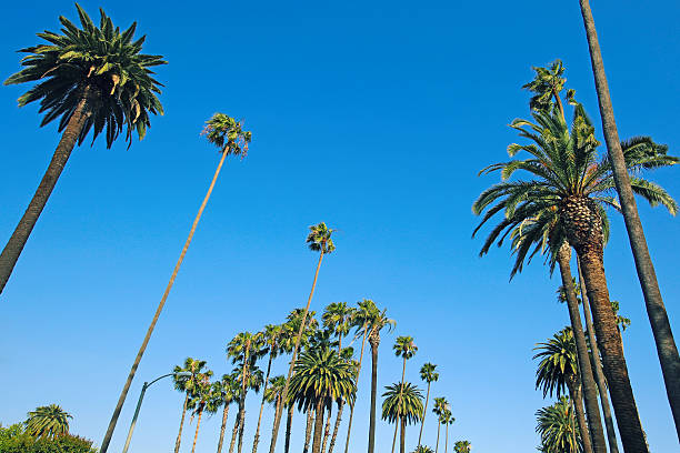 istock Los Angeles Palm Trees 613037854