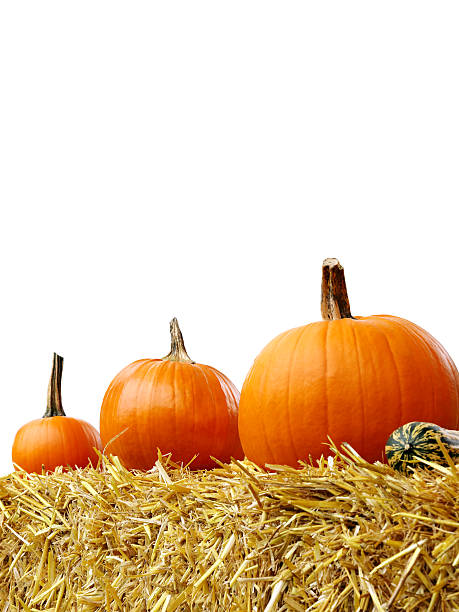 istock Isolated Pumpkins on a straw on white background 613038990