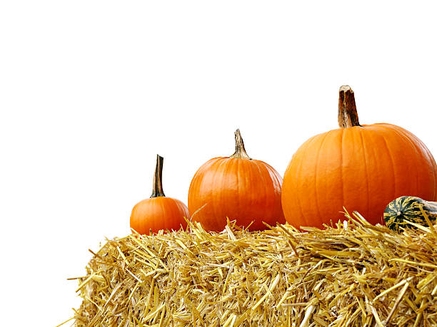 istock Isolated Pumpkins on a straw on white background 613039000
