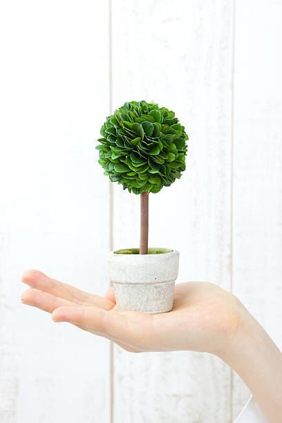 istock Japanese woman holding a small tree 613039258
