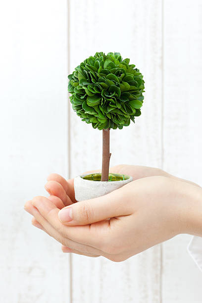 istock Japanese woman holding a small tree 613039286