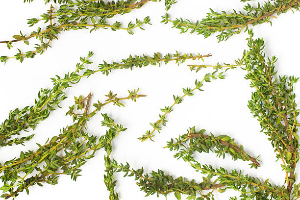 istock Bunch of Fresh Thyme. Background photo 613039550