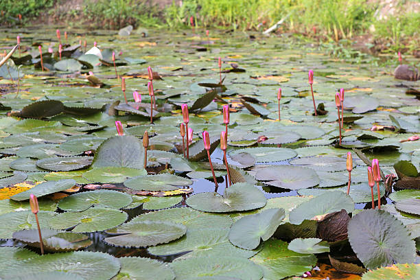 istock Beautiful Bud lotus flower in water 613041436
