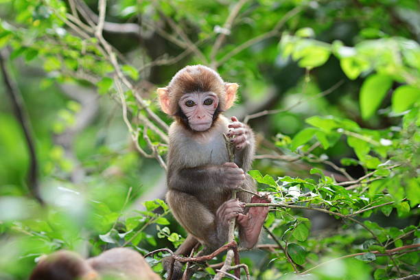 istock baby monkey at golden hill, hong kong 613041752