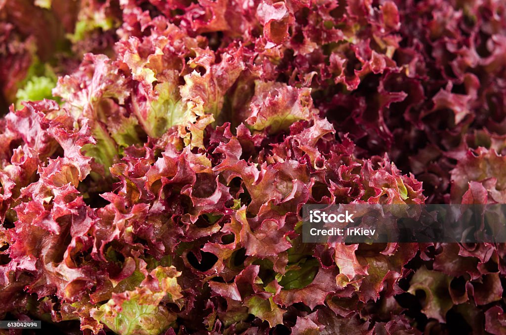 green and red lettuce salad, Lollo Rosso, for backround green and red lettuce salad, Lollo Rosso, for backround. Antioxidant Stock Photo