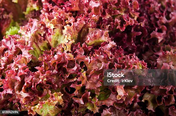 Green And Red Lettuce Salad Lollo Rosso For Backround Stock Photo - Download Image Now