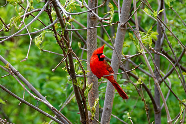 istock Perched Male Northern Cardinal 613042638