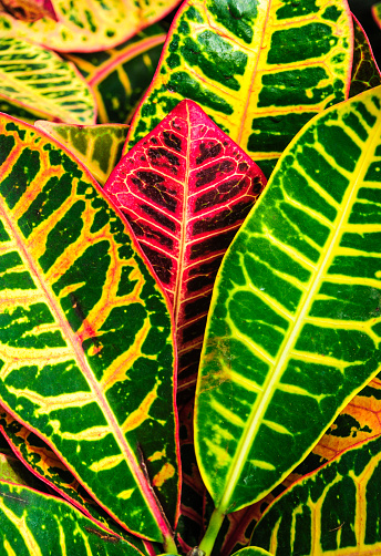 Beautiful colors and design of Croton leaves.