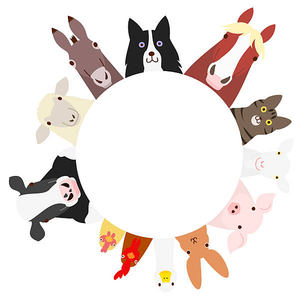 농장 동물 원 - sheepdog dog sheep border collie stock illustrations