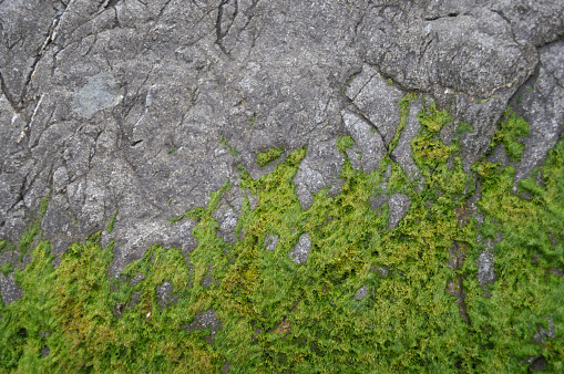 Algae on Rocks
