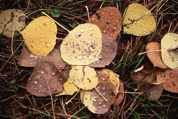 Yellow and brown fallen aspen leaves on ground in autumn. Leaves are coated with morning dew. Scanned film.