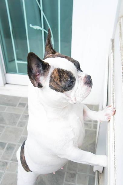 istock French bulldog is standing 613046028