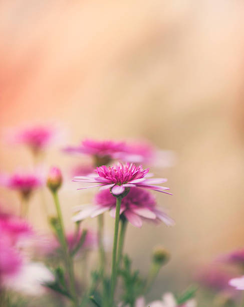 istock Pink dahlias growing in warm sunlight 613047064