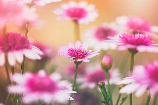 istock Pink dahlias growing in warm sunlight 613047092