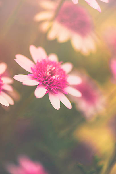 istock Pink dahlias growing in warm sunlight 613047106