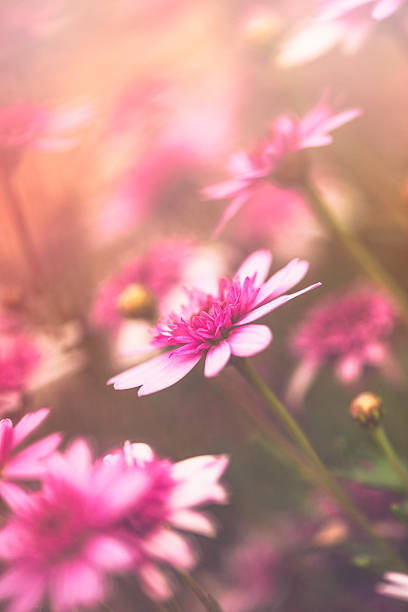 istock Pink dahlias growing in warm sunlight 613047120