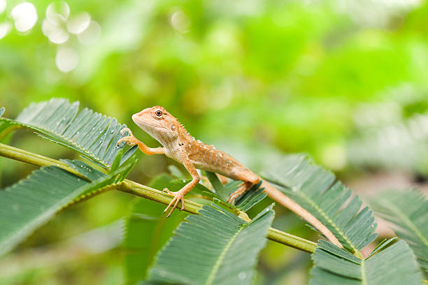 istock Brown chameleon on a green leaf, Thailand. 613047226