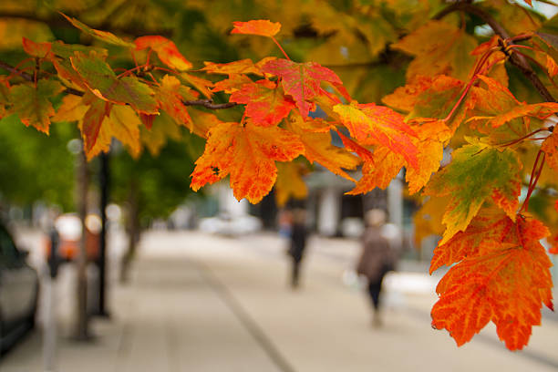 istock Autumn foliage in a city 613047844