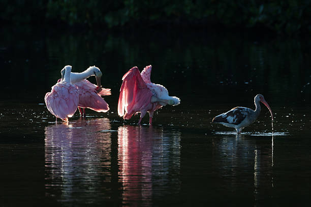 istock Roseate Spoonbills and juvenile white ibis (Eudocimus albus) in 613047928