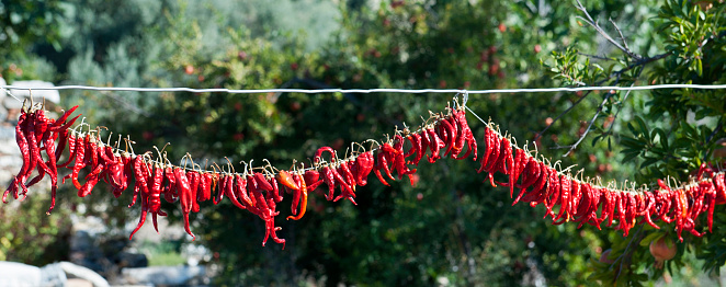 Dried red peppers in Turkey