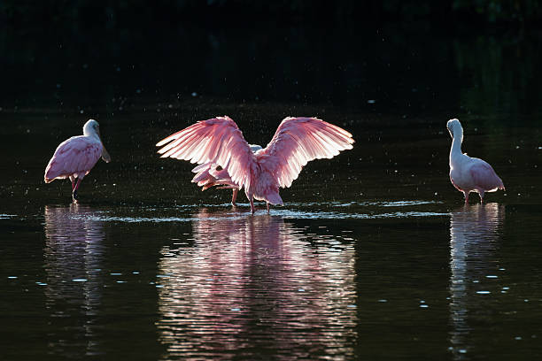 istock Roseate Spoonbills in the golden hour, J.N. ''Ding'' Darling Nat 613048222