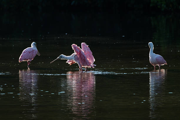 istock Roseate Spoonbills in the golden hour, J.N. ''Ding'' Darling Nat 613048278