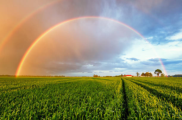 Rainbow Rural landscape with wheat field on sunset
