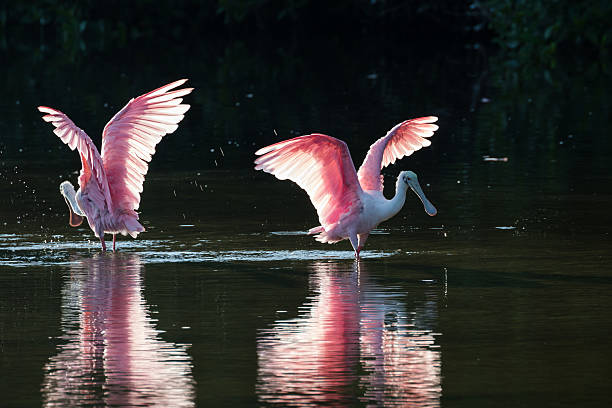 istock Roseate Spoonbills in the golden hour, J.N. ''Ding'' Darling Nat 613048462