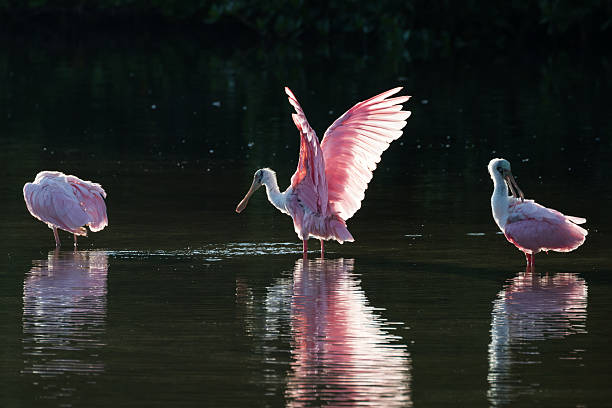 istock Roseate Spoonbills in the golden hour, J.N. ''Ding'' Darling Nat 613048592