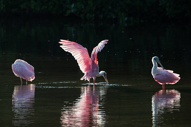 istock Roseate Spoonbills in the golden hour, J.N. ''Ding'' Darling Nat 613048686
