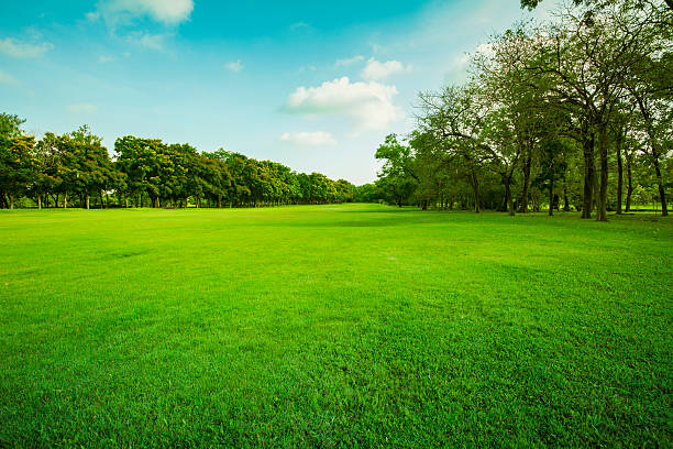 istock grass field  of green public park 613048724