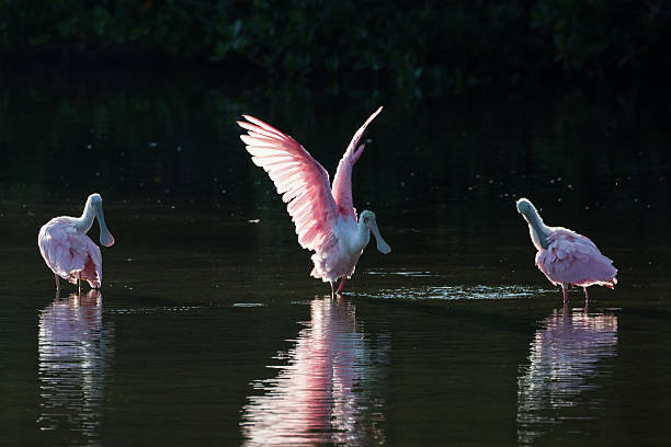 istock Roseate Spoonbills in the golden hour, J.N. ''Ding'' Darling Nat 613048890